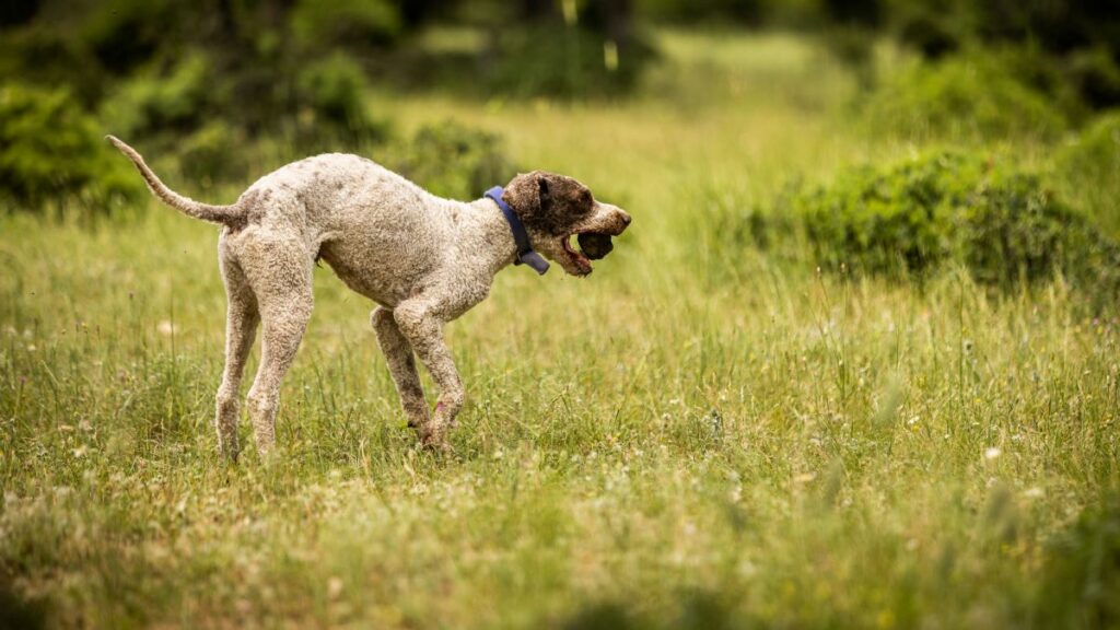 truffle hunting at meteora (5)