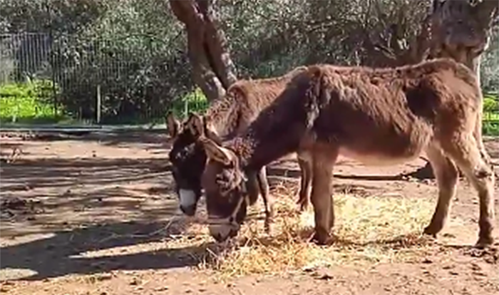 Πληγωμένες αλλά αχώριστες οι γαϊδούρες που μεταφέρθηκαν σε κακή κατάσταση στην Τρίπολη (Βίντεο)