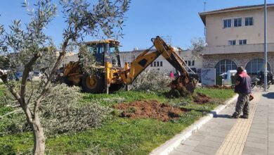 Ελιές Ναύπλιο Πάρκο Πρυτάνεων (7)
