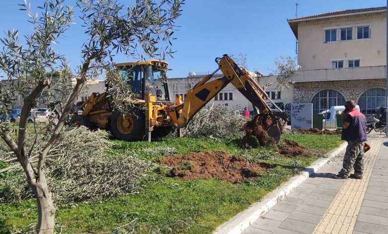 Ελιές Ναύπλιο Πάρκο Πρυτάνεων (7)