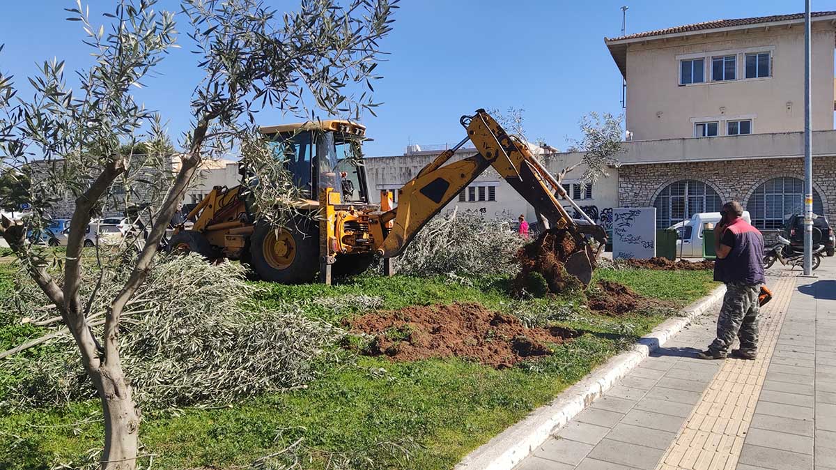 Ναύπλιο: Ξεπατώθηκαν οι ελιές των Πρυτάνεων – Μεταφυτεύονται στο γήπεδο