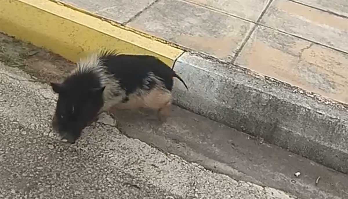Ναύπλιο: Μωρό αγριογούρουνο κρύβεται κάτω από αυτοκίνητο, για να γλιτώσει από άγρια σκυλιά