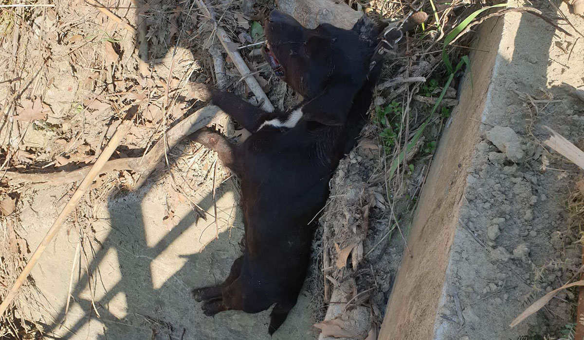 Σκληρές εικόνες στην Ηλεία: Σκύλος βρήκε βασανιστικό θάνατο κρεμασμένος από γέφυρα