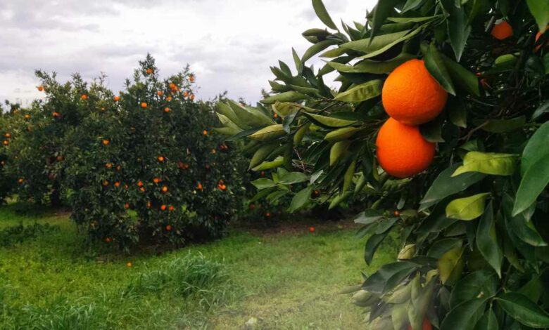 Πορτοκάλια σε χωράφι
