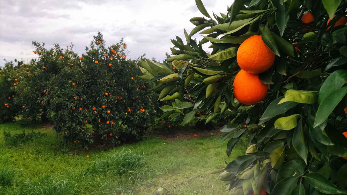 Αργολίδα: Όσο μειώνονται τα ποιοτικά πορτοκάλια, αυξάνονται οι τιμές