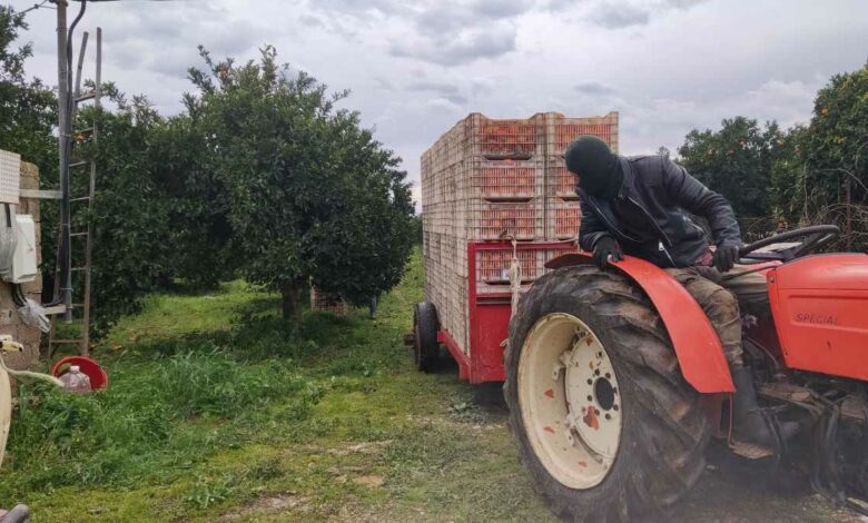 Πορτοκάλια χωράφι συγκομιδή με τρακτέρ