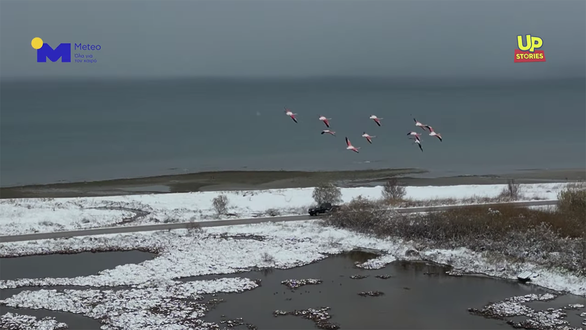 Εντυπωσιακό βίντεο: Ροζ φλαμίνγκο πετούν με φόντο το χιονισμένο τοπίο