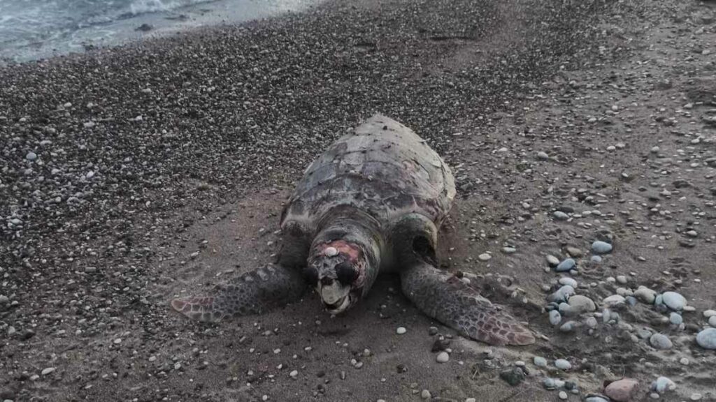 Νεκρή θαλάσσια χελώνα στην Πλάκα Δρεπάνου