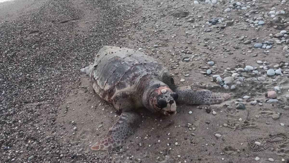 Πλάκα Δρεπάνου: Ξεβράστηκε νεκρή θαλάσσια χελώνα