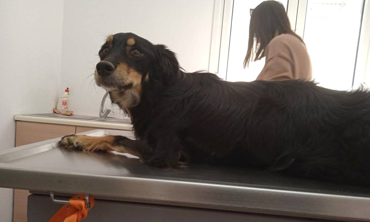 Σκάλα Λακωνίας: Πακιστανός έδερνε χειρουργημένη σκυλίτσα που υποτίθεται ότι του έφαγε 30 κότες