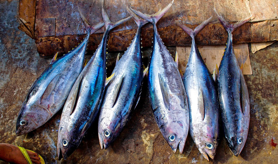 Ναύπλιο: Κατασχεμένα ψάρια γέμισαν τα στομάχια των ηλικιωμένων