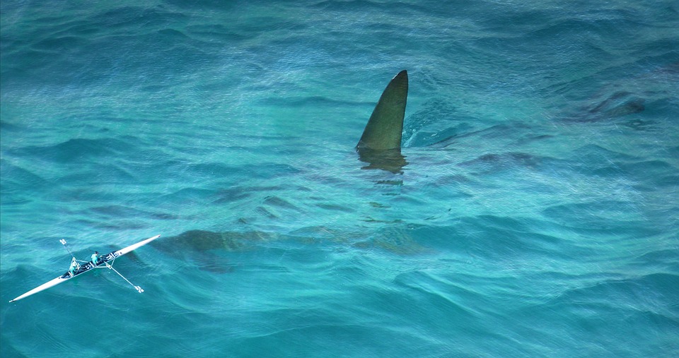 Ψάρεμα στο Γύθειο παρέα με έναν καρχαρία 5 μέτρων (Βίντεο)