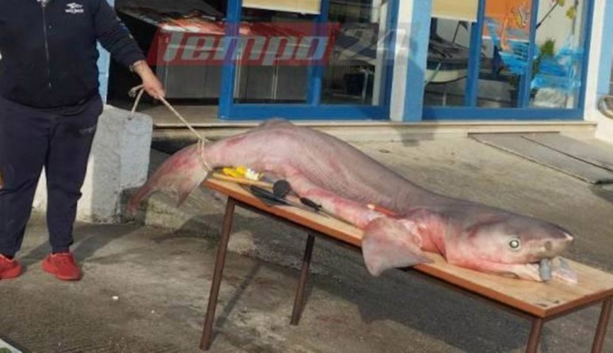 Τρία μέτρα καρχαρίας πιάστηκε στον Κορινθιακό και έγινε μεζές για καλοφαγάδες