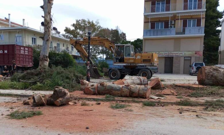 Κοπή δέντρων Αιγίου (3)