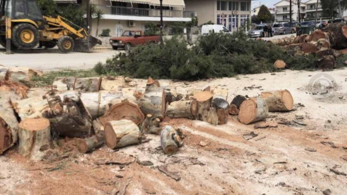 Κοπή ευκάλυπτων στην Αιγίου