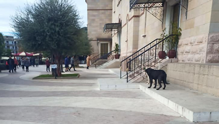 Σκύλοι πλατεία Αγίου Πέτρου Άργος