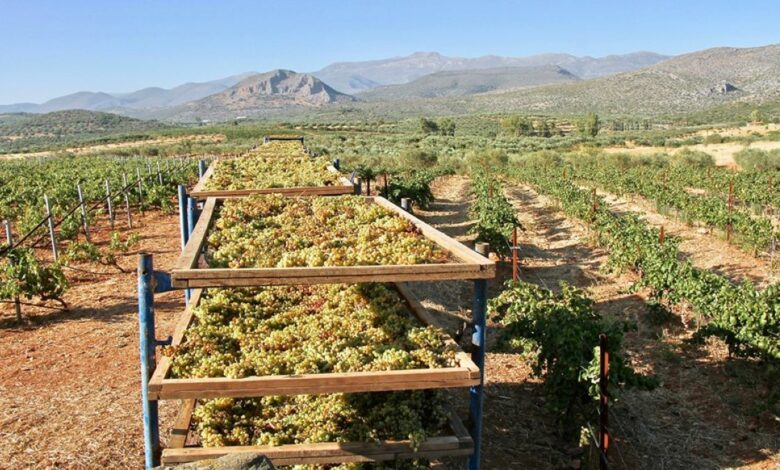 6. sun dried grapes