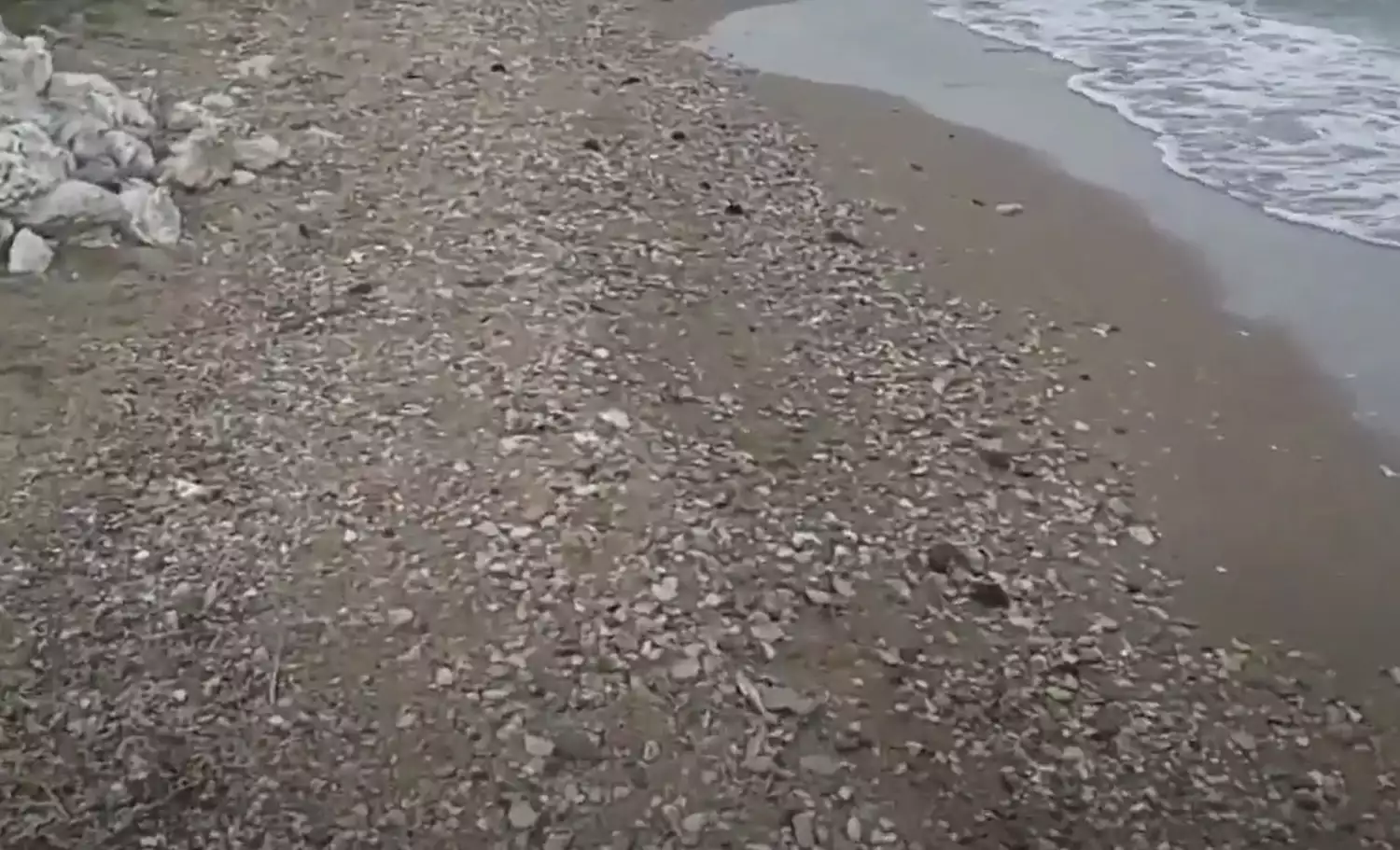 Κορινθία: Γιατί ξεβράζει ψόφιους αχινούς η θάλασσα στο Καλαμάκι (Βίντεο)