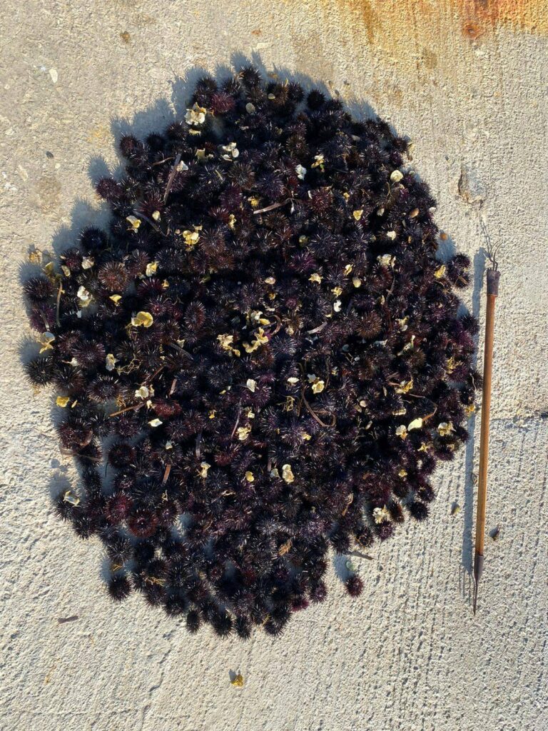 Αχινοί Κορινθιακός