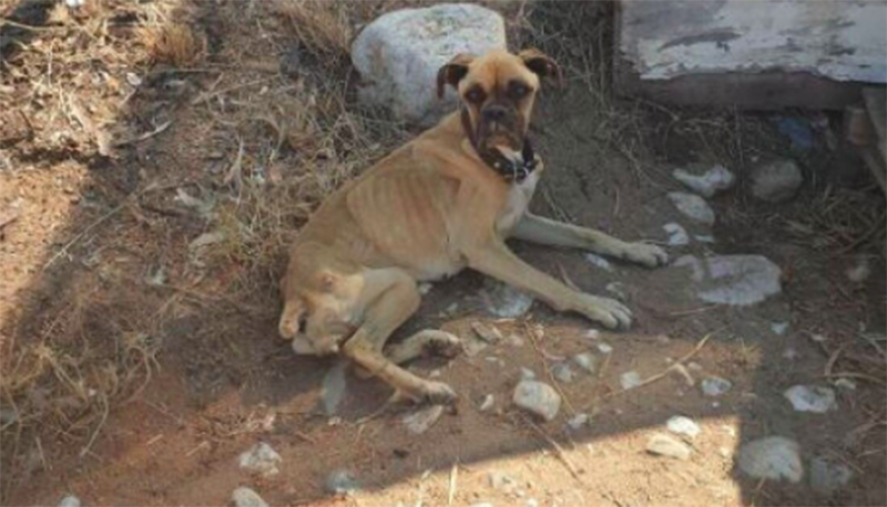 Πελοπόννησος: Αλυσοδεμένη σκυλίτσα ένα βήμα πριν το θάνατο – Σοκαριστικές εικόνες