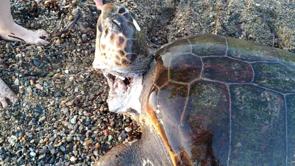 Λακωνία: Δικογραφία για τη σφαγμένη θαλάσσια χελώνα
