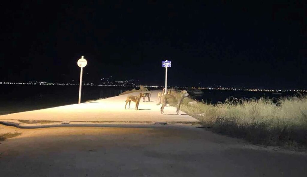 Αγέλη σκύλων στο Ναύπλιο (1)