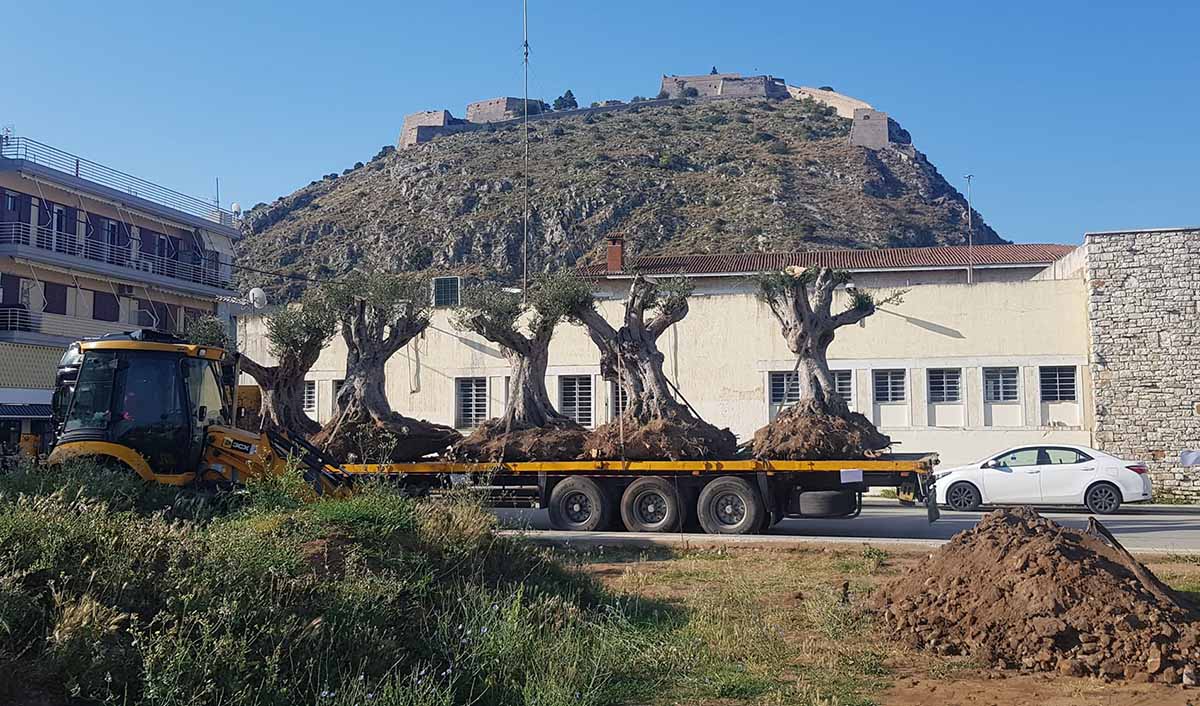 υπεραιωνόβιες ελιές Ναύπλιο (2)