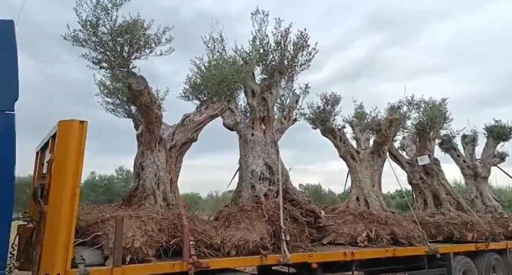 υπεραιωνόβιες ελιές Ναύπλιο (3)