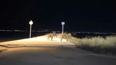 Αγέλη σκύλων στο Ναύπλιο αδέσποτα (1)