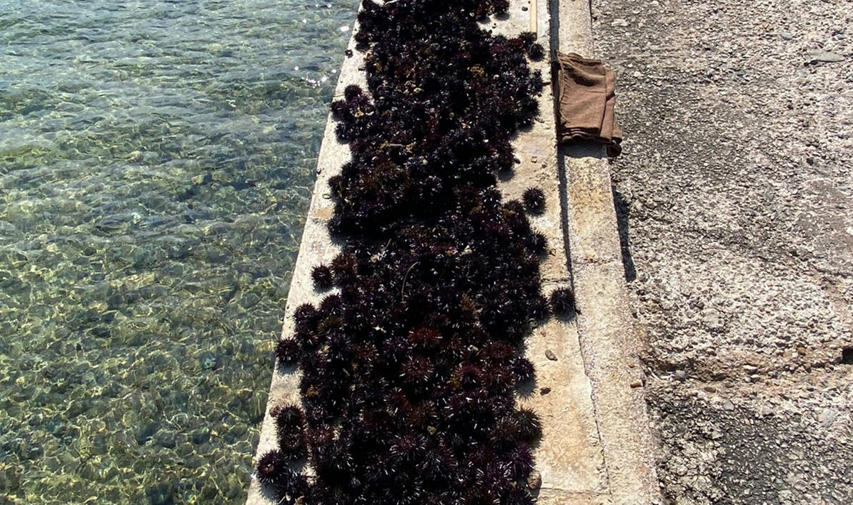 Λουτράκι: Τους έπιασαν στη Μαυρολίμνη με 1.300 αχινούς
