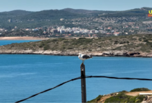 Γλάρος Αττική