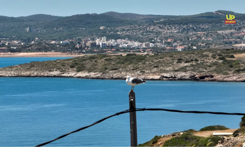 Γλάρος Αττική