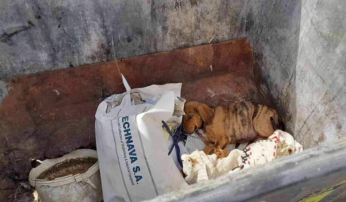 Αποτροπιασμός στη Ζαχάρω: Πέταξαν ζωντανό κουτάβι μέσα σε κάδο σκουπιδιών
