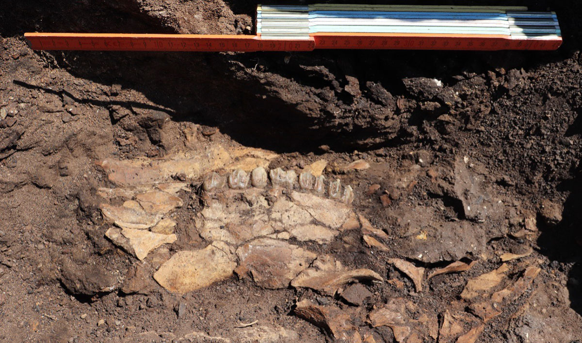Σημαντικά ευρήματα για την παλαιολιθική εποχή στη Μεγαλόπολη