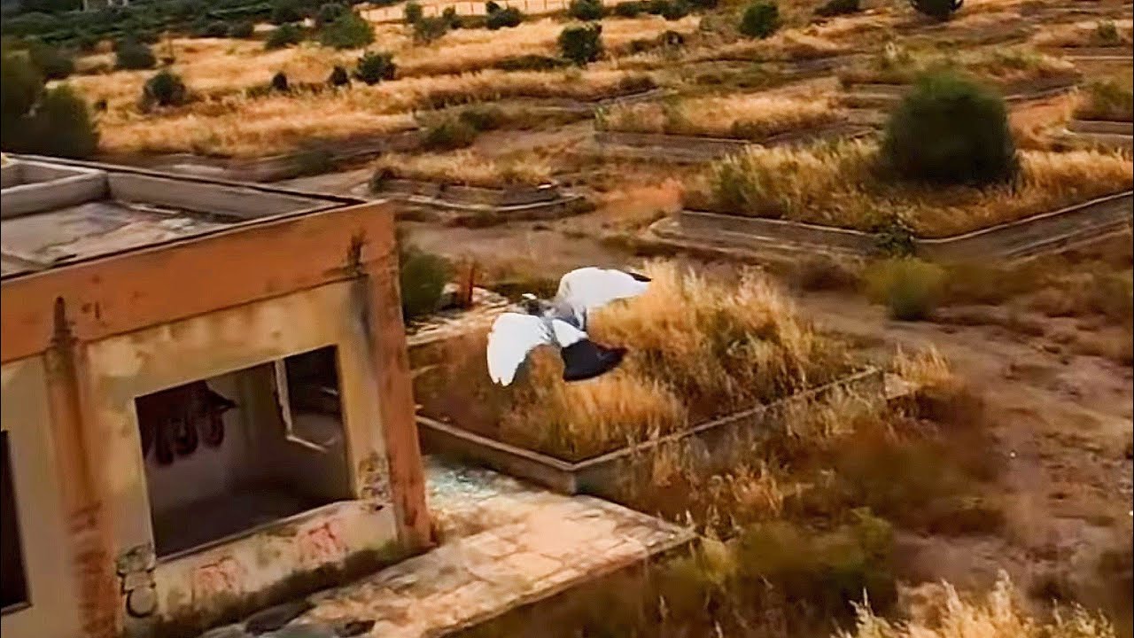 Πετώντας και παίζοντας με τα περιστέρια στο Λέχαιο (Βίντεο)