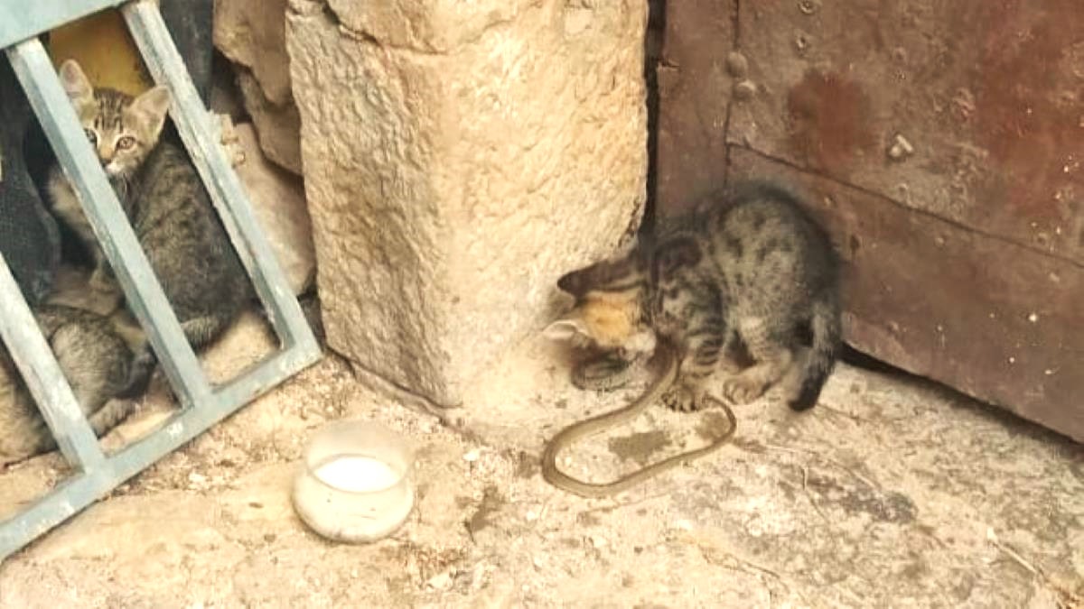 Γατούλα εξολοθρευτής φιδιών στο Ναύπλιο – Δείτε πως η γάτα αποφεύγει το δάγκωμα του φιδιού (Video)