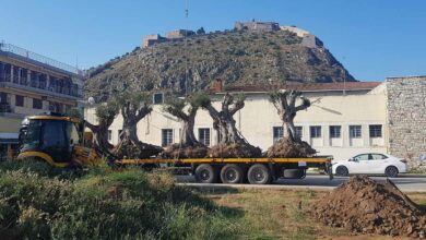 υπεραιωνόβιες ελιές Ναύπλιο (2)