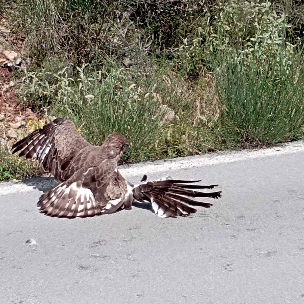 Τραυματισμένος φιδαετός Δημητσάνα Στεμνίτσα (4)