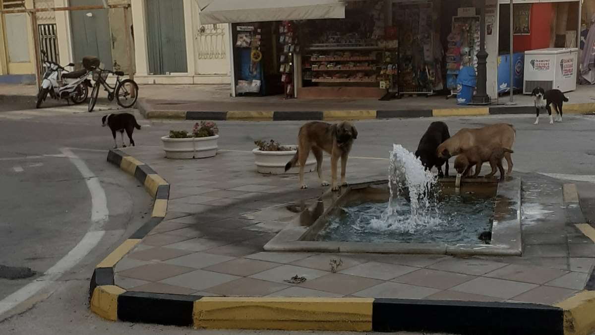 Όαση δροσιάς για αγέλη σκύλων στο Άργος (Pics)