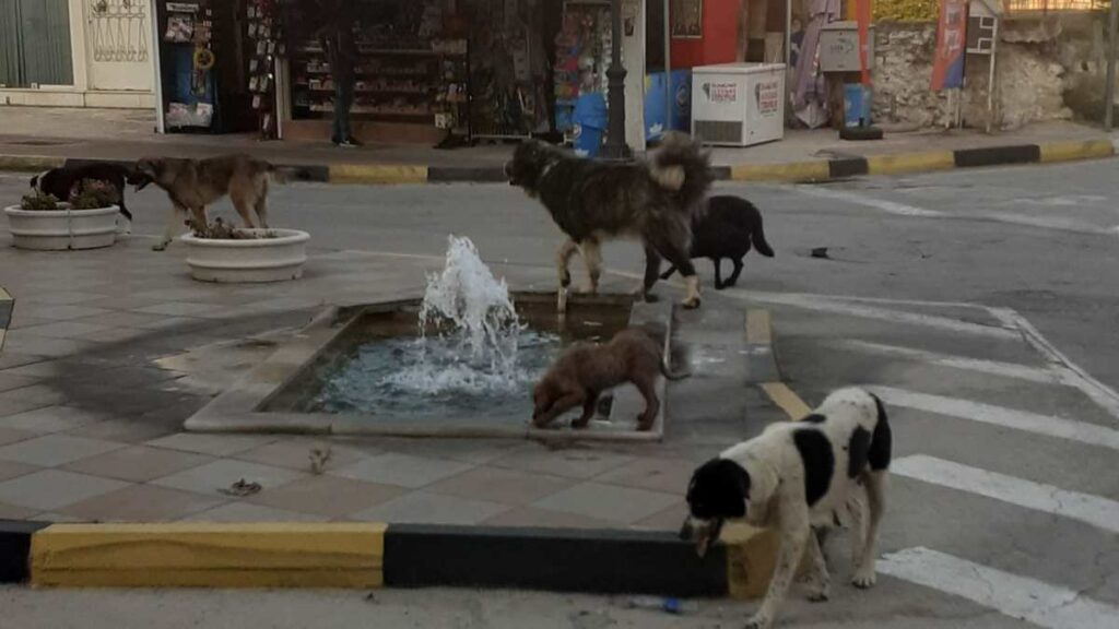 Διψασμένα σκυλιά Άργος (2)