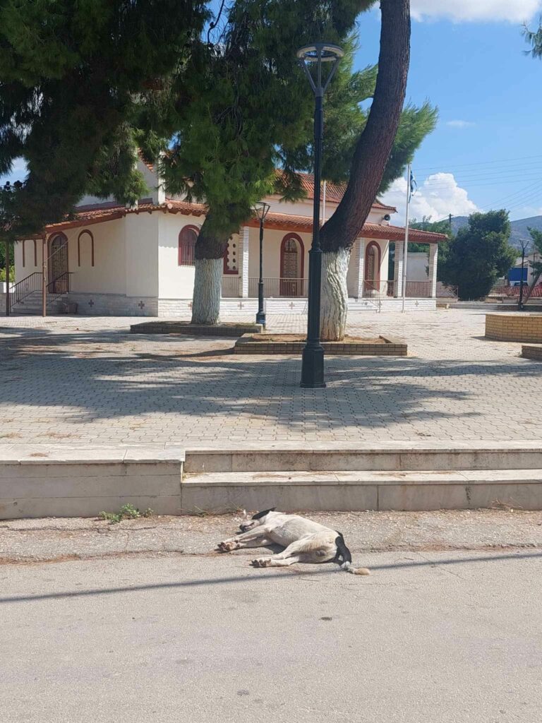 Ανυφί φόλες (3)