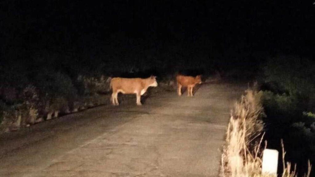 Βόδια στην παλιά Εθνική οδό Άργους Τρίπολης (2)