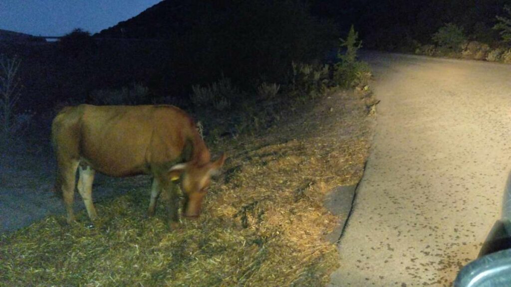 Βόδια στην παλιά Εθνική οδό Άργους Τρίπολης (3)