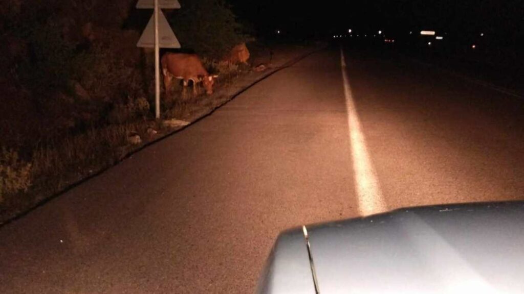 Βόδια στην παλιά Εθνική οδό Άργους Τρίπολης (6)