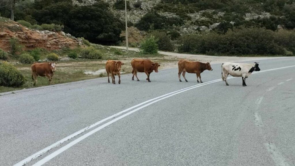 Βόδια στην παλιά Εθνική οδό Άργους Τρίπολης (7)