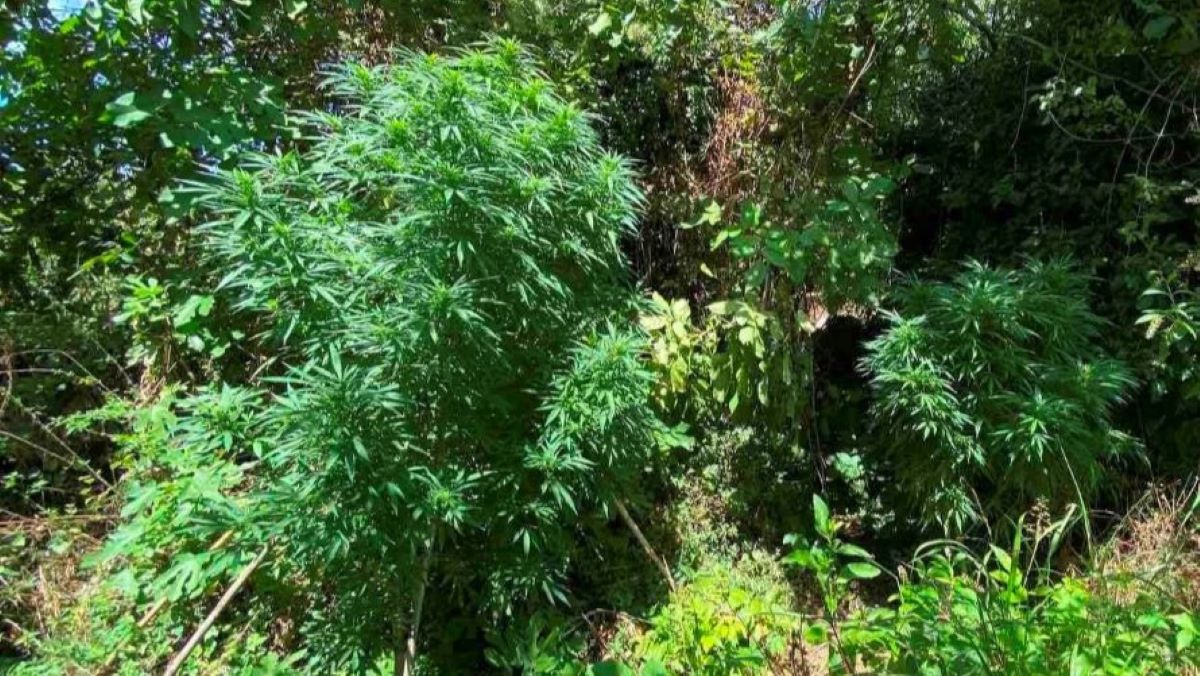 Μεσσηνία: Τρία δενδρύλλια κάνναβης ύψους 2,5 μέτρων καλλιεργούσε 68χρονος