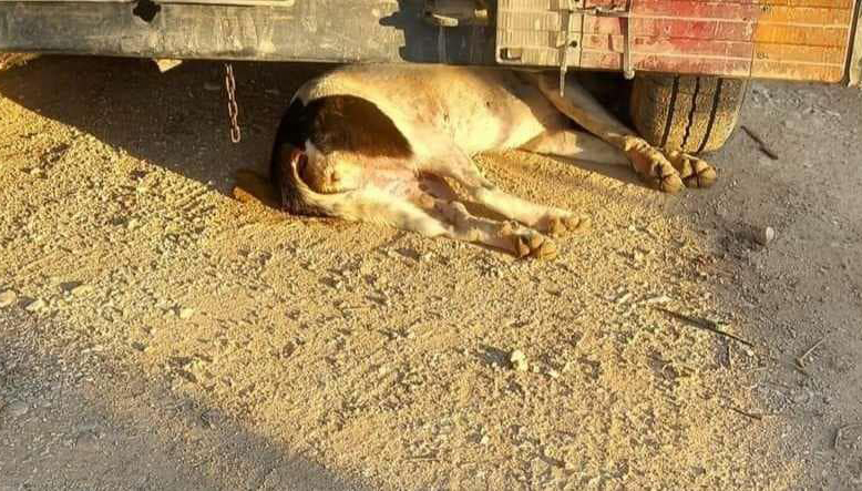 Μακελειό στο Ανυφί: Μαζική εξόντωση σκύλων από φόλες – Κάμερες έχουν καταγράψει τον δράστη