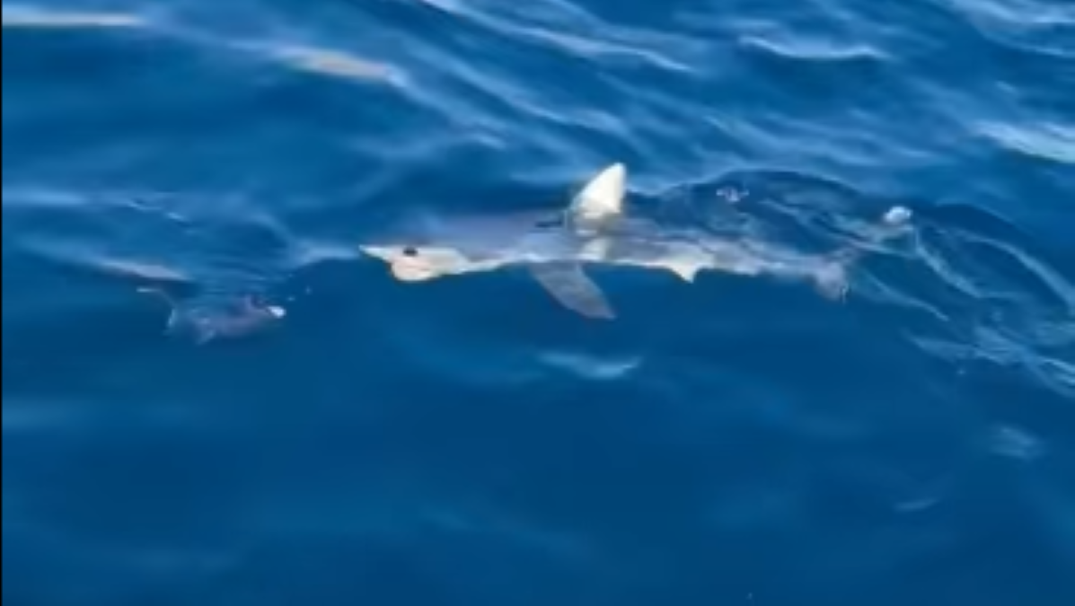 Καρχαρίας βολτάρει στον Αργολικό κόλπο (βίντεο)