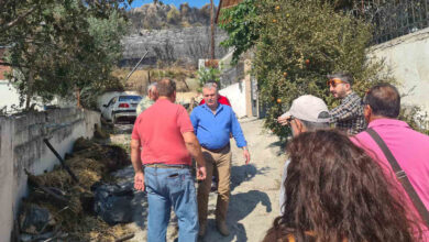 Πουλάς Πάρνηθα (2)