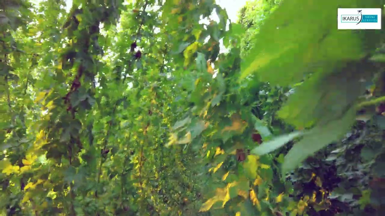 Η μοναδική φάρμα λυκίσκου στην Ελλάδα βρίσκεται στην Αργολίδα (Βίντεο)